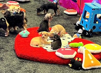 RSAC Conference 2025: Welcome To The Petting Zoo